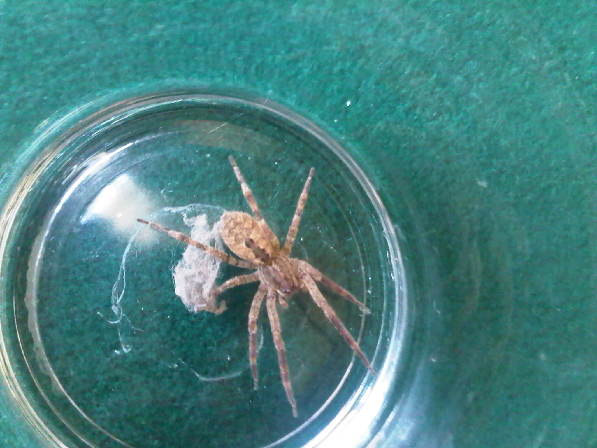 Zoropsis sp.